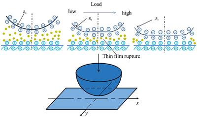 Numerical Model for Hydration-Lubricated Contact and Its Friction Behavior at Nanoscale